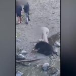 ‘Dude, don’t touch the bear!’: Video of animal encounter in Campbell River, B.C., causing outrage